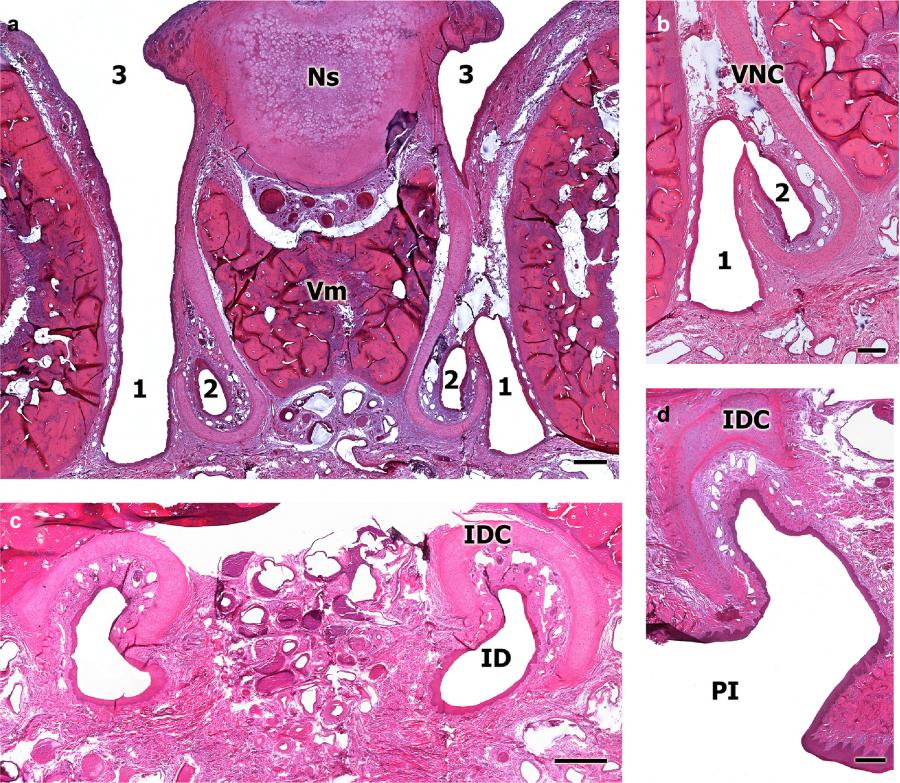 Ilustración sobre o órgano vomeronasal do raposo incluída no artigo publicado en 'Journal of Anatomy'
