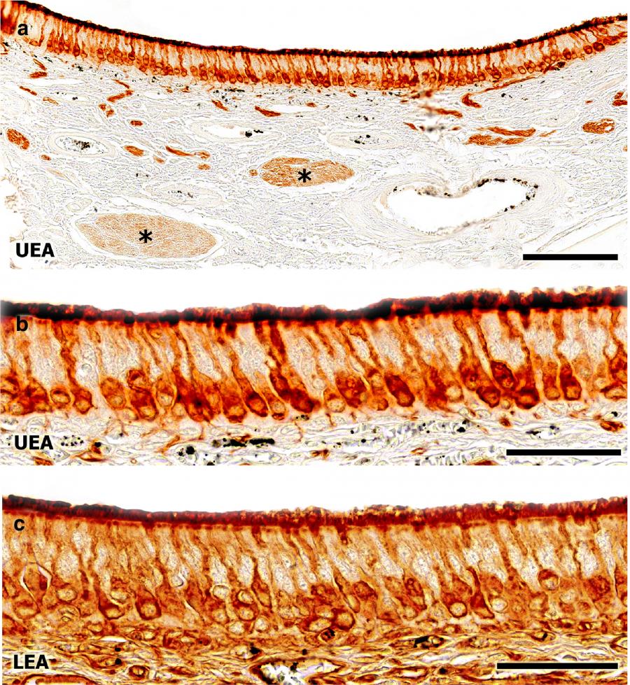 Ilustración sobre o órgano vomeronasal do zorro incluída no artigo publicado en 'Journal of Anatomy'