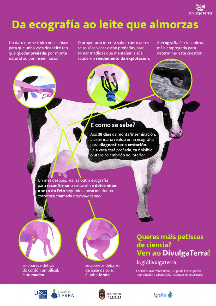 Da ecografía ao leite que almorzas - póster