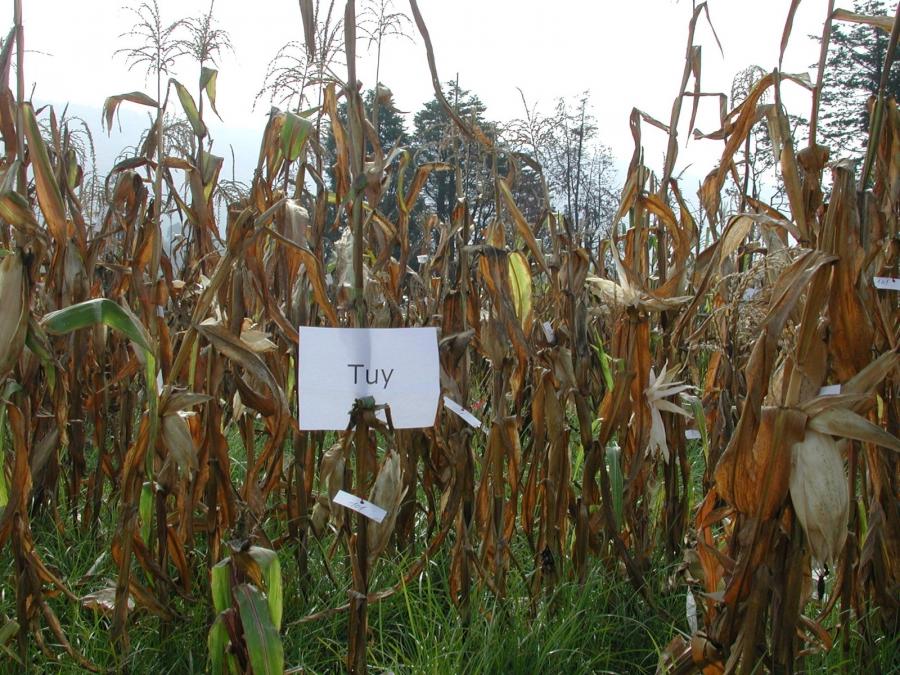 Ensaio de cultivo da variedade autóctona de millo Tuy. Fotografía cedida polo CSIC
