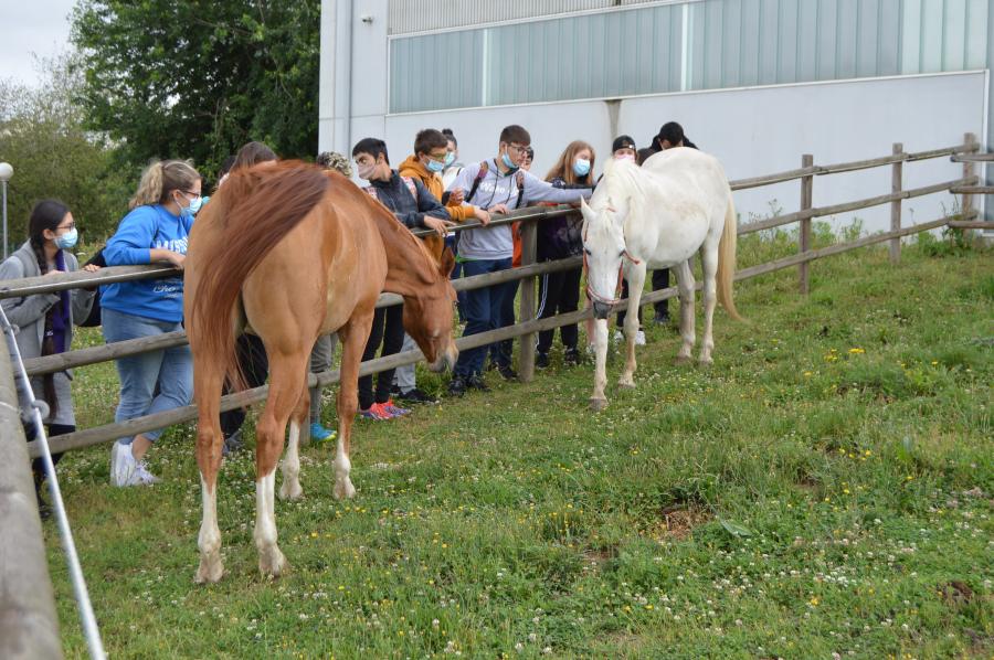 Usuarios do programa 'Vincúlate' acariñan égoas nas instalacións da Fundación Rof Codina