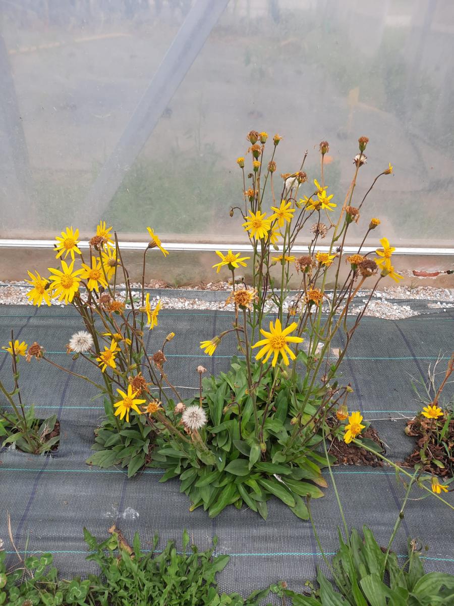 Planta de 'Arnica montana' L.