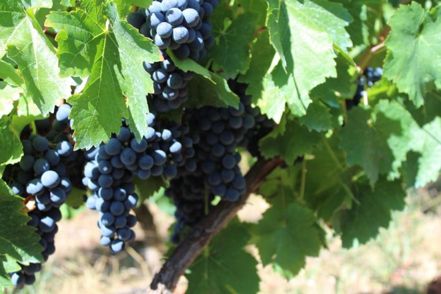 Cepas de vide da viña experimental de que dispón a EPSE da USC en Portomarín