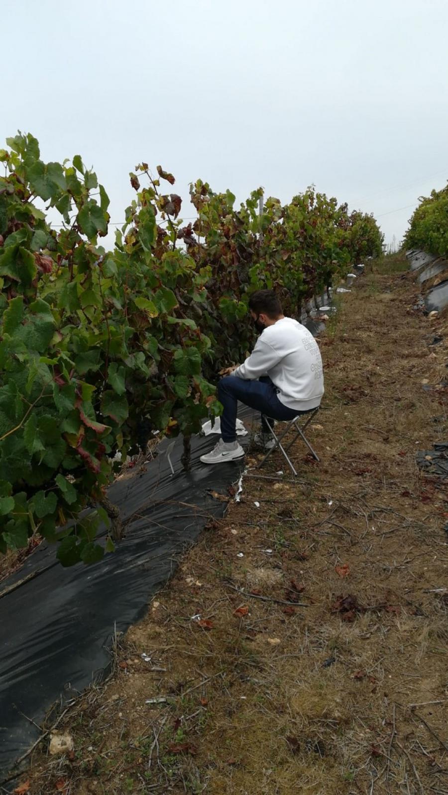 Un investigador analiza as cepas da viña experimental de que dispón a EPSE da USC en Portomarín