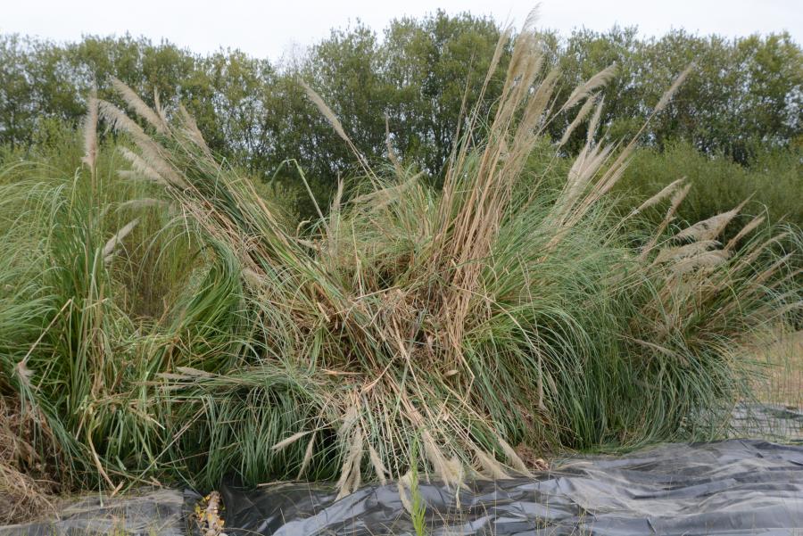 Exemplar de plumacho da pampa (Cortaderia selloana) no corredor fluvioestuarino da Ría de Betanzos 