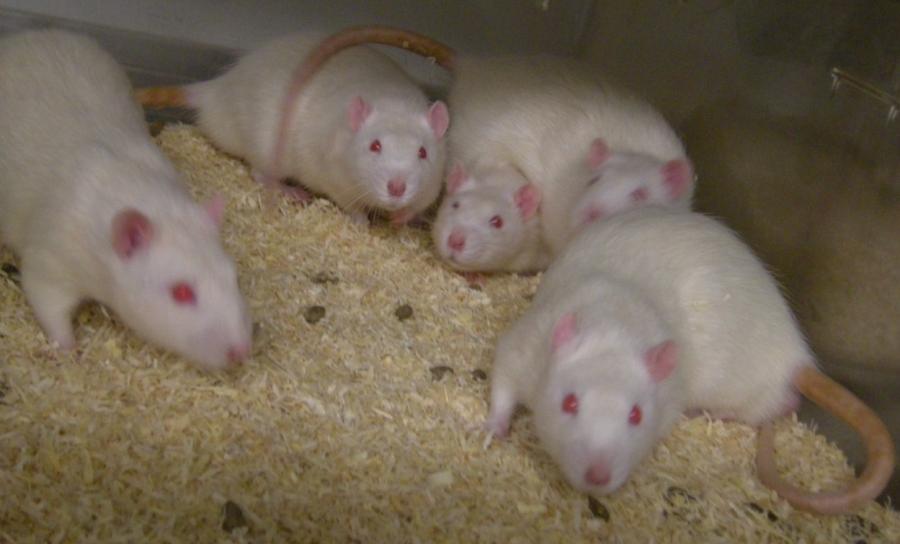 Ratones para experimentación en animalario del Campus de Lugo