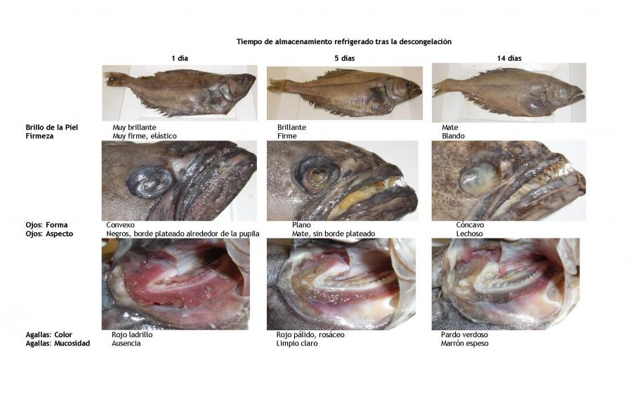 Esquema para a análise sensorial de halibut negro 