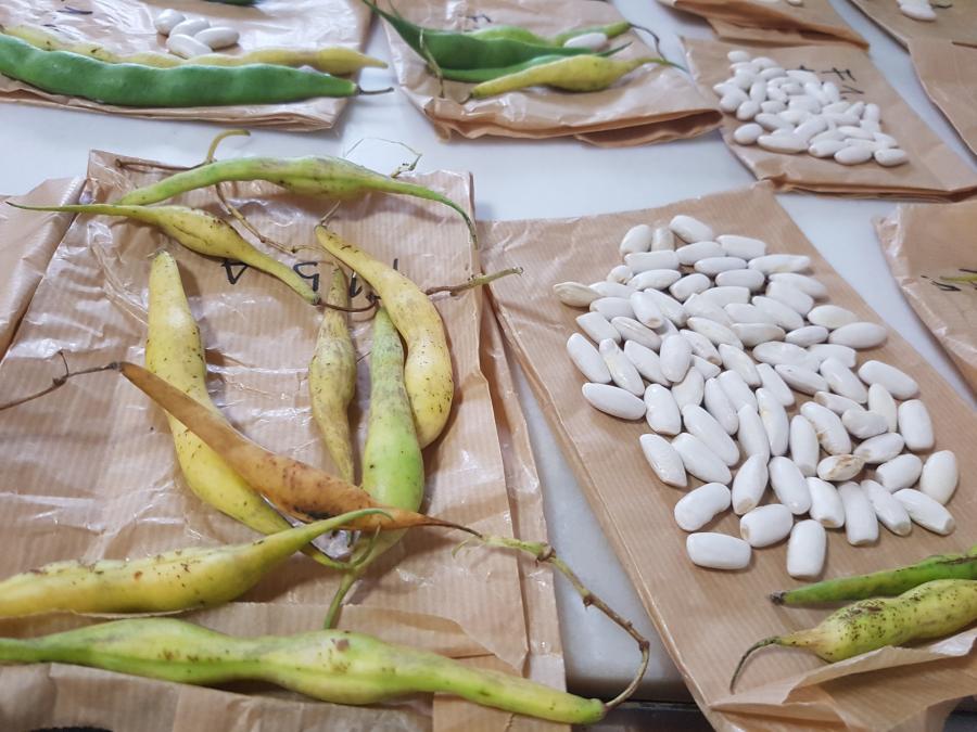 Secano de vainas de faba e sementes. Foto: Sonia Expósito