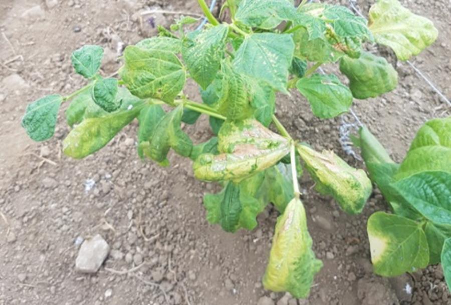 Planta infectada de virus. Foto: Sonia Expósito