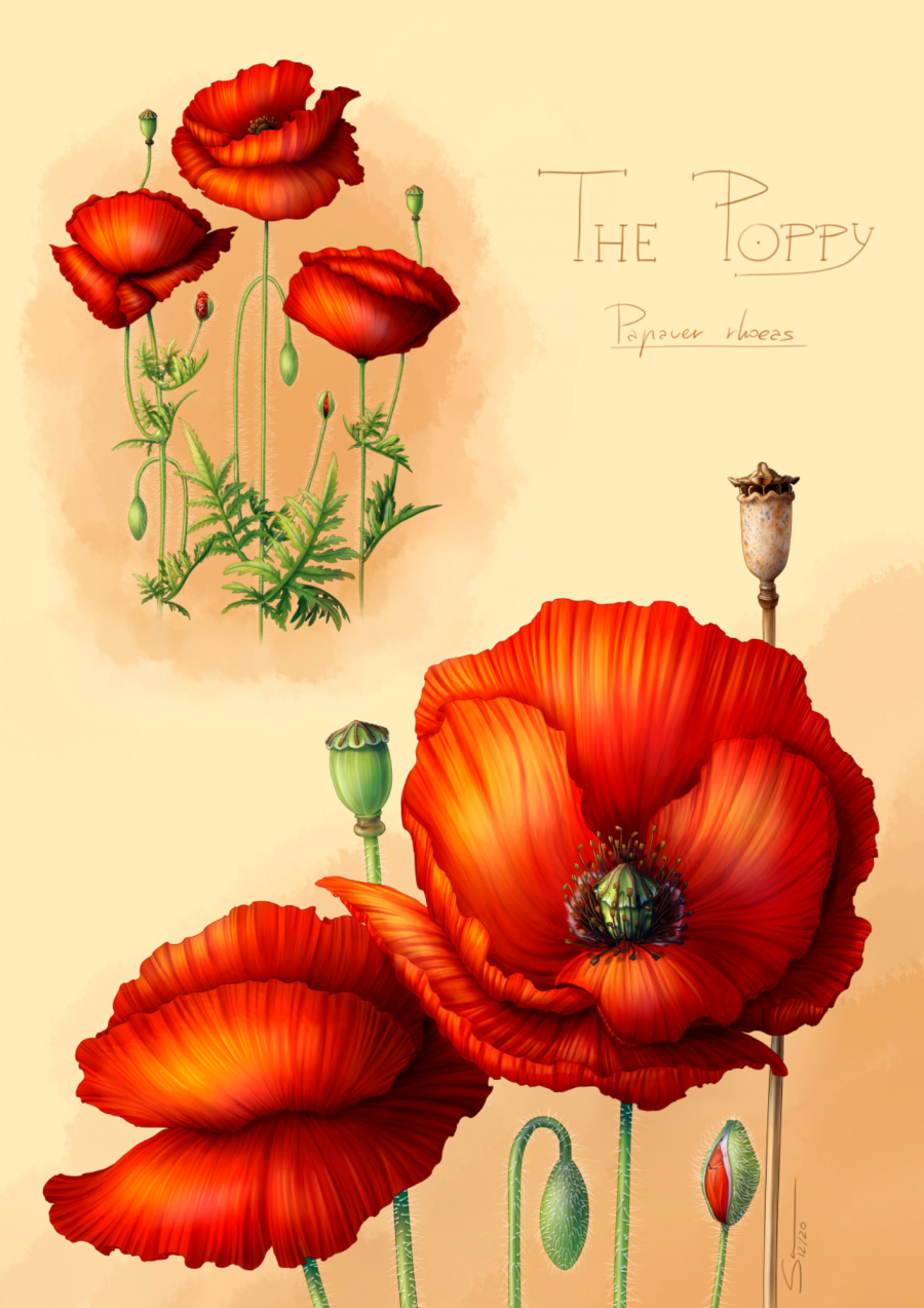 Vista completa de 'The Poppy' (A Papoula'), unha das ilustracións científicas de Sarela Lorenzo Rebollal que poden verse na exposición 
