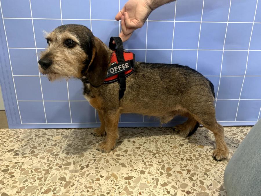 Un can, nas instalacións do hospital veterinario universitario Rof Codina