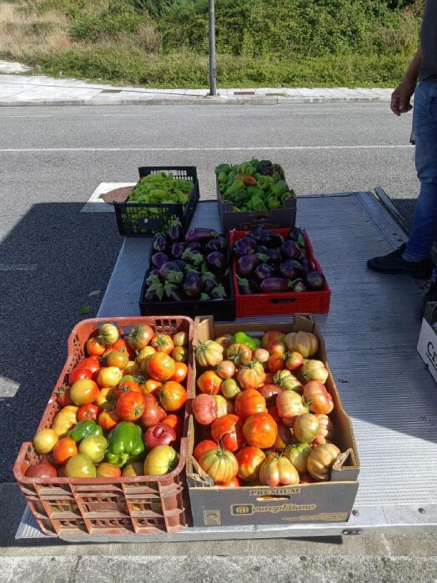 Tomates, pementos e berenxenas colleitadas na finca de prácticas da EPSE