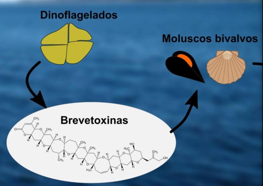 As BTXs considéranse toxinas emerxentes en Europa