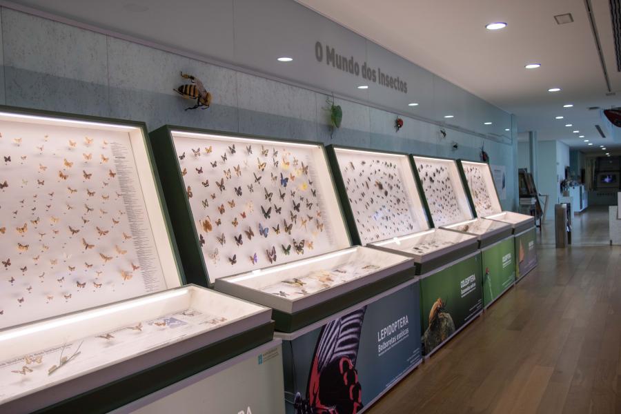 A exposición reivindica a importancia dos insectos. Foto: MHN