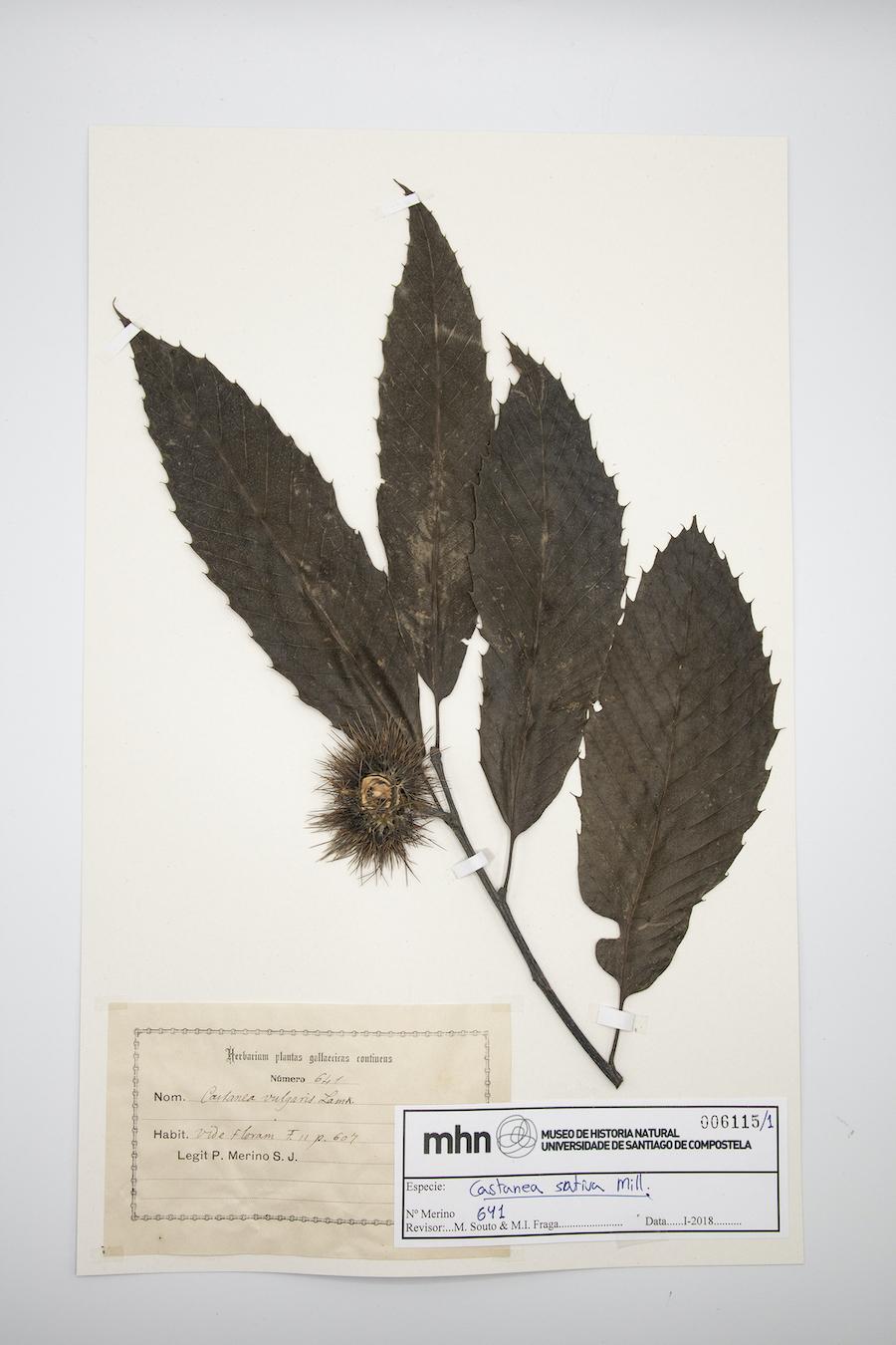 Na fotografía, prego do Herbario Merino – Castanea sativa