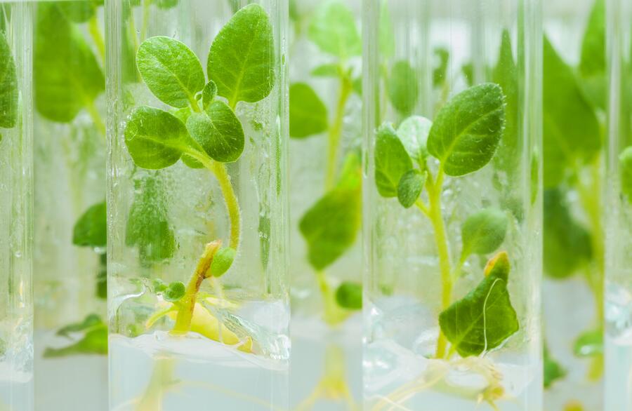 O cultivo in vitro de tecidos vexetais permite o estudo e a selección de materiais vexetais máis resistentes ao cambio climático