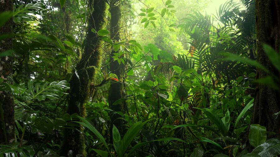 La resiliencia de los bosques frente al cambio climático depende de la variabilidad genética y de la plasticidad de sus trazos funcionales