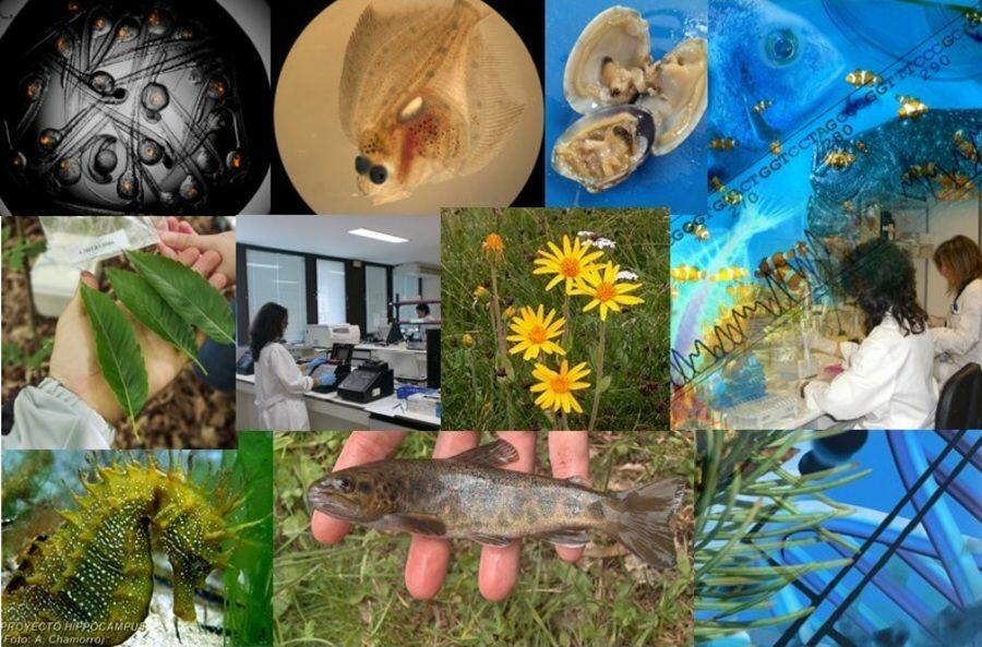 Plataforma de servizos genéticos, genómicos y pez cebra