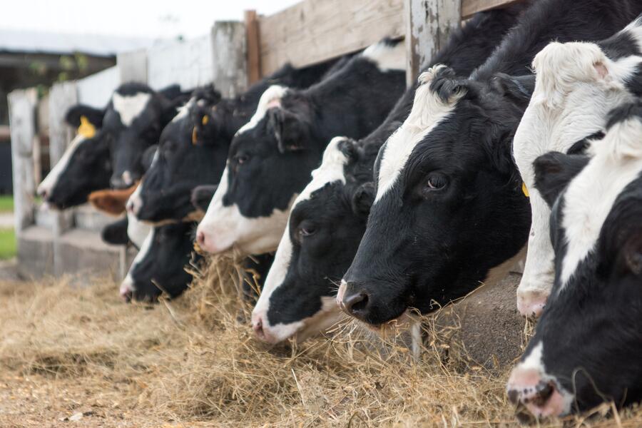 La eficiencia reproductiva del ganado vacuno influye en la cantidad de metano que generan estos animales por kg de leche producida