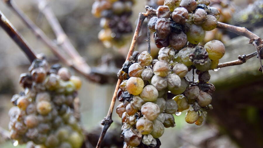 Imagen de un ramo de uvas dañado por la Botrytis
