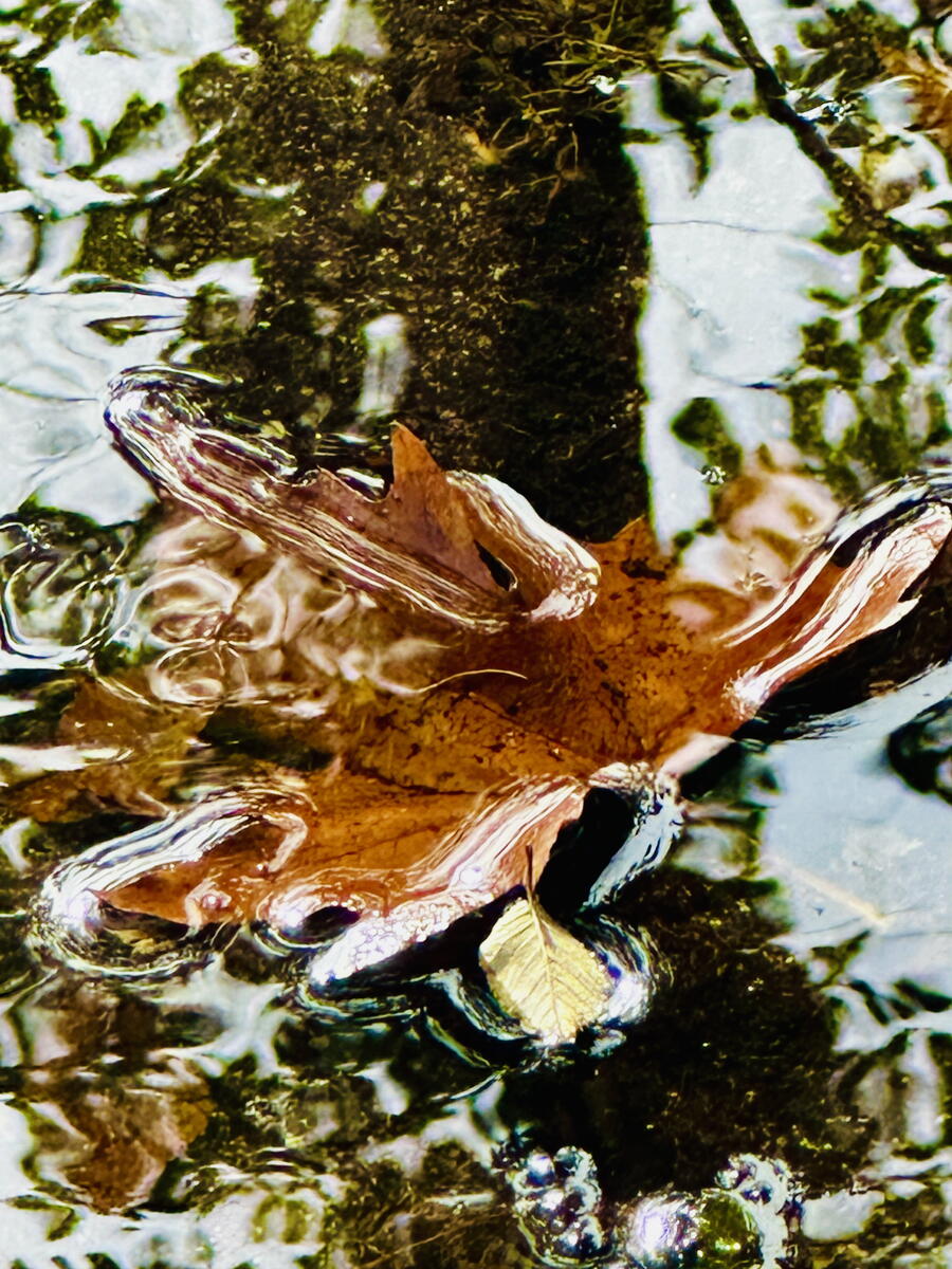 Fotografía gañadora do XII concurso 'Ciencia en Imaxe', de M. Carmen Yebra Biurrun