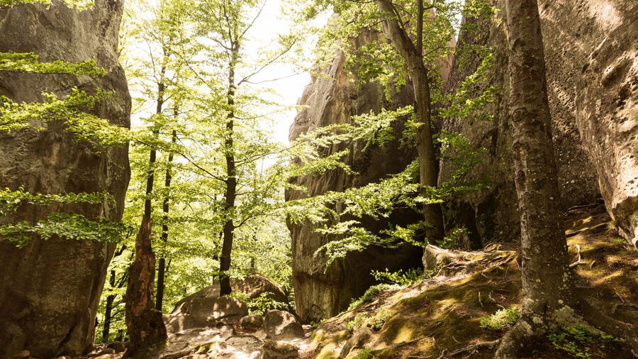 Imaxe dun bosque gallego.