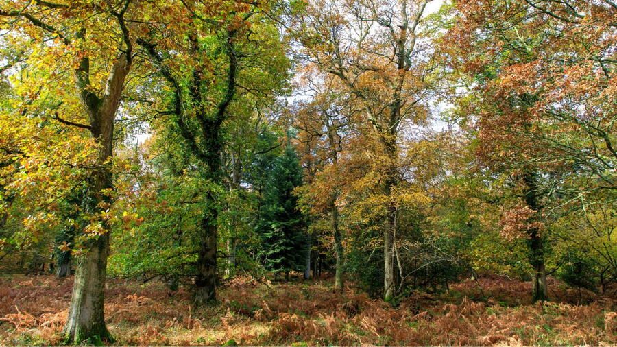 Vista dunha carballeira