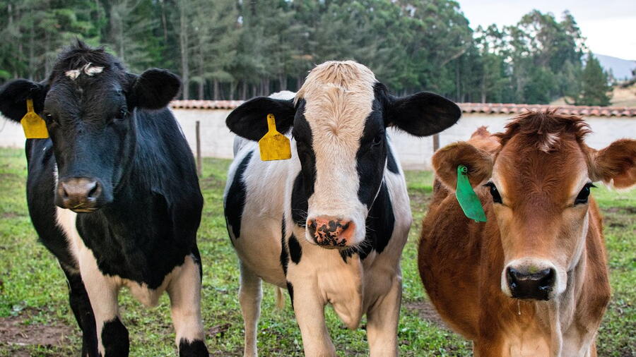 Imaxe dun grupo de vacas nunha explotación gandeira