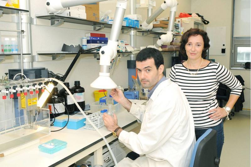 Investigadores da USC avanzan nun mecanismo alternativo aos antibióticos co que tratar infeccións acuícolas