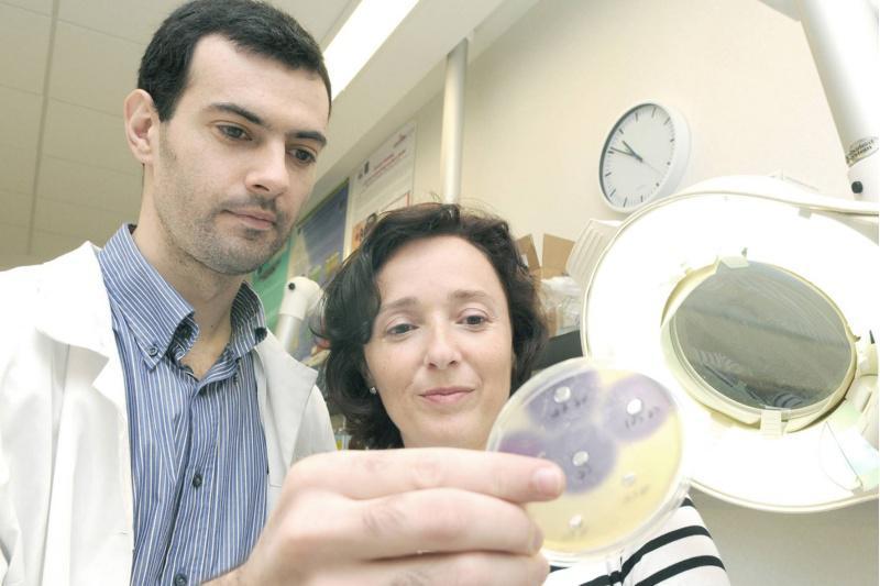 Investigadores da USC avanzan nun mecanismo alternativo aos antibióticos co que tratar infeccións acuícolas