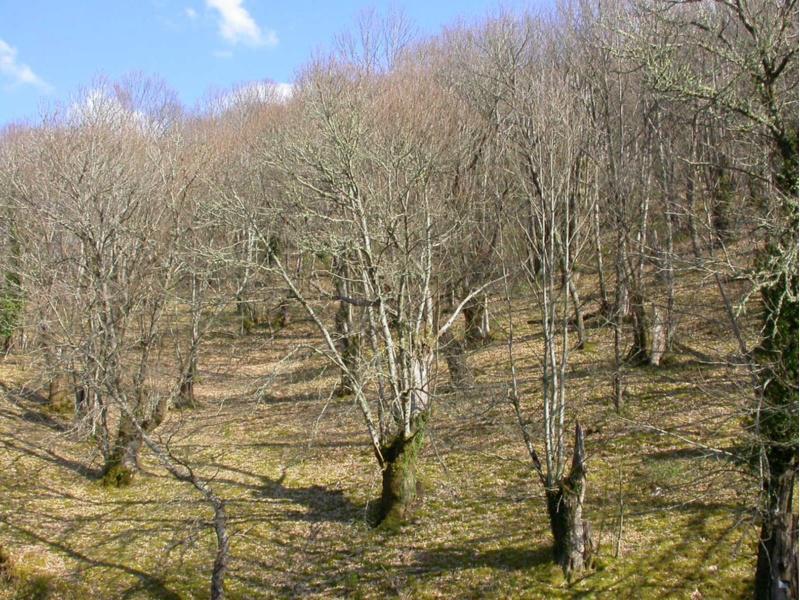 A EPS de Lugo elabora as liñas prioritarias de actuación para o futuro parque natural da Serra do Courel