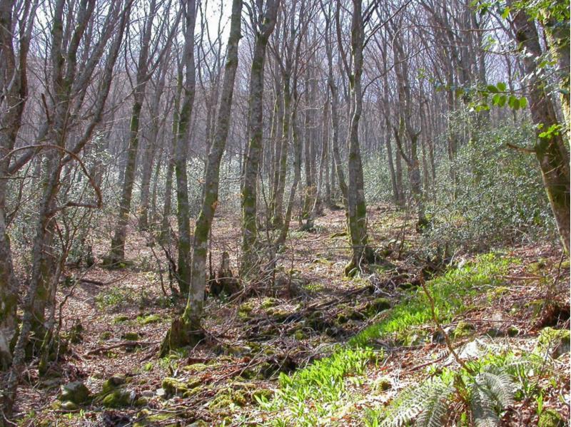 A EPS de Lugo elabora as liñas prioritarias de actuación para o futuro parque natural da Serra do Courel