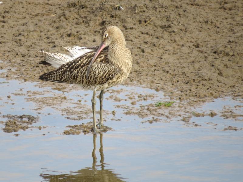 Investigadores de Biodiversidade Animal traballan na conservación do Mazarico real, especie ameazada da que quedan catro parellas reprodutoras en Terra Cha