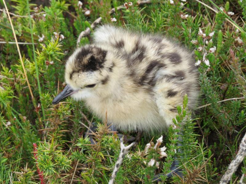 Investigadores de Biodiversidade Animal traballan na conservación do Mazarico real, especie ameazada da que quedan catro parellas reprodutoras en Terra Cha