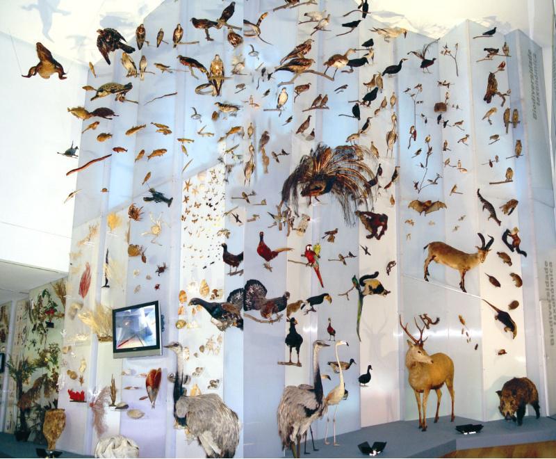 O Museo de Historia Natural da USC recibiu 2.000 visitas nas tres xornadas de portas abertas