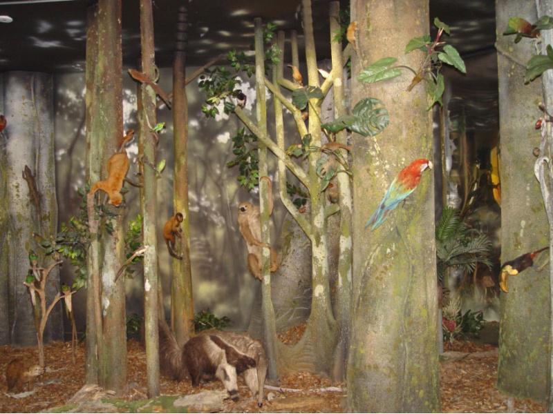 O Museo de Historia Natural da USC recibiu 2.000 visitas nas tres xornadas de portas abertas