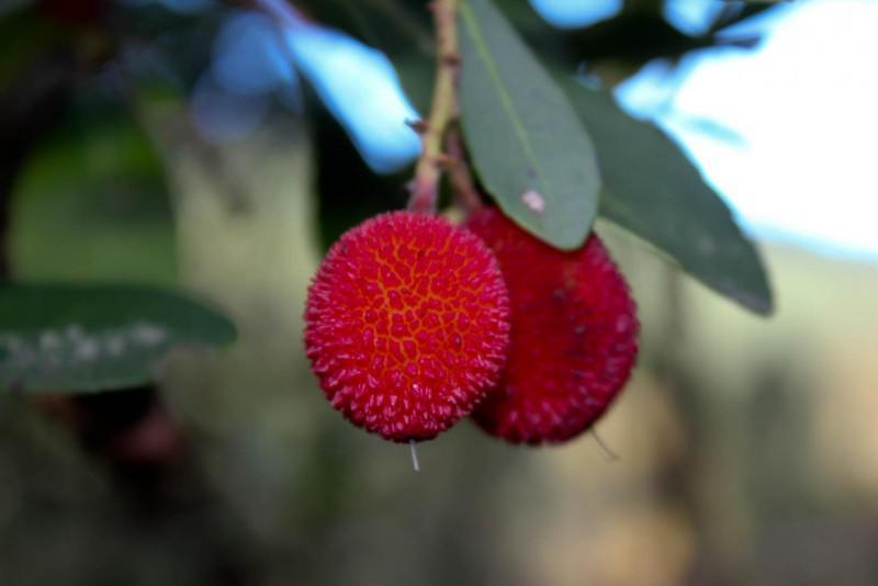 Biodiv_GNP expón este venres na USC os resultados acadados ata agora sobre a flora ameazada en Galicia e o norte de Portugal