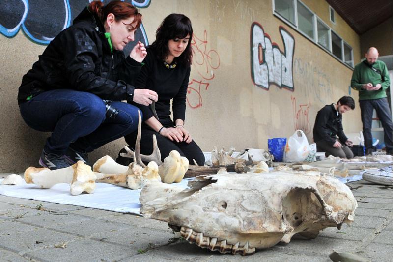 Unha viaxe ao Paleolítico e á Idade do Ferro