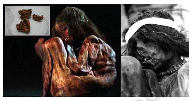 Secuencian por vez primeira o xenoma mitocondrial completo dunha momia de 500 anos de antigüidade