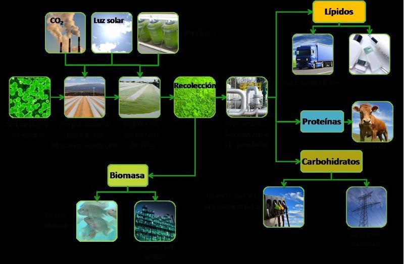 Estudan a sustentabilidade ambiental das moléculas de organismos mariños empregadas en produtos farmacéuticos ou cosméticos