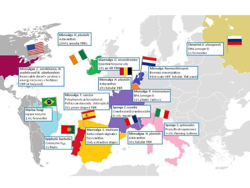 Estudan a sustentabilidade ambiental das moléculas de organismos mariños empregadas en produtos farmacéuticos ou cosméticos