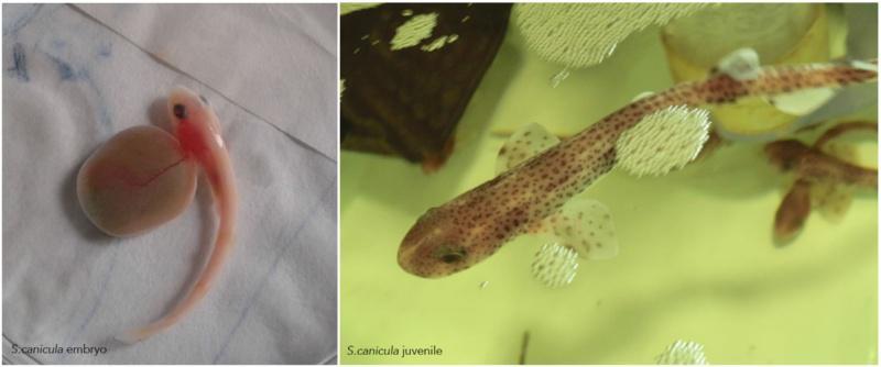 Estudan a morfoloxía do hipotálamo nos seres vivos a partir do melgacho