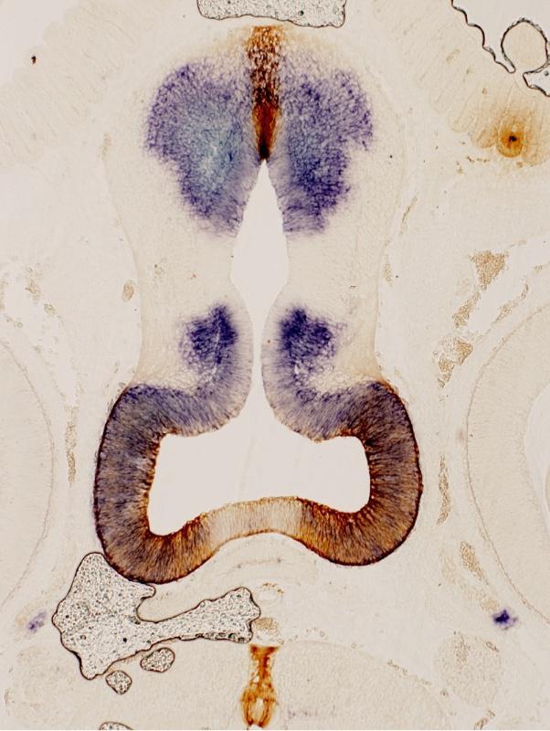 Estudan a morfoloxía do hipotálamo nos seres vivos a partir do melgacho