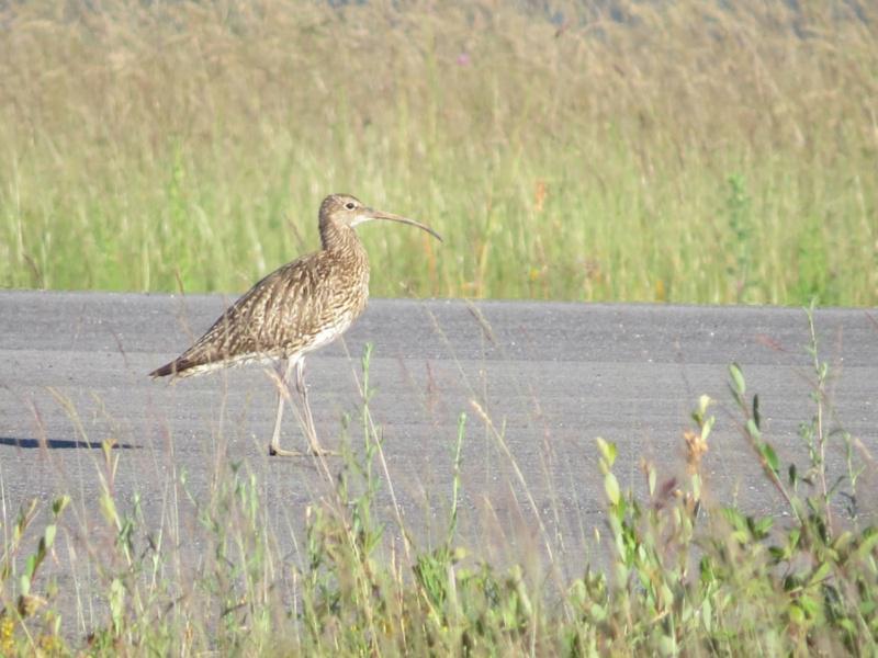 Investigadores de biodiversidade animal estudan a poboación do mazarico real, especie en perigo de extinción do que quedan catro parellas reprodutoras en Lugo