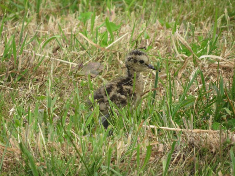 Investigadores de biodiversidade animal estudan a poboación do mazarico real, especie en perigo de extinción do que quedan catro parellas reprodutoras en Lugo