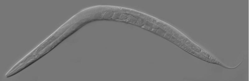 Estudan o comportamento de redes biolóxicas e tecnolóxicas a través de simulación numérica