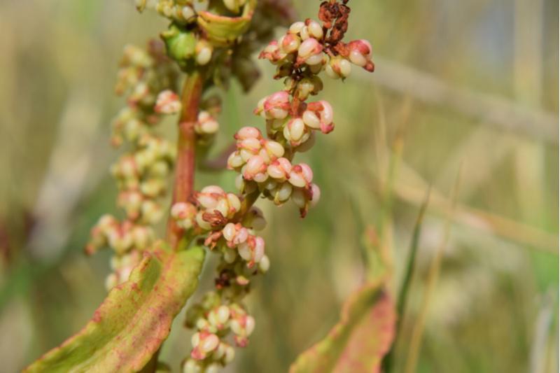 Botánicos da USC reintroducen con éxito poboacións da planta Rumex rupestris na illa de Ons