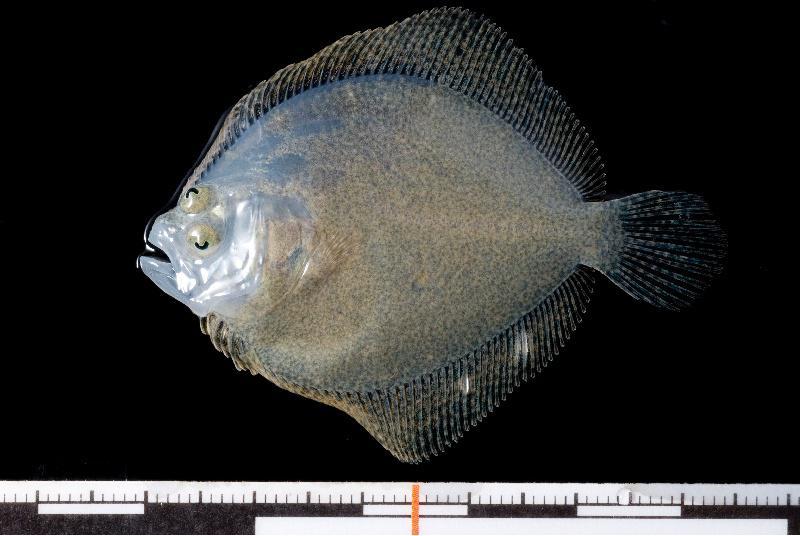 O rodaballo, primeiro vertebrado secuenciado en España 