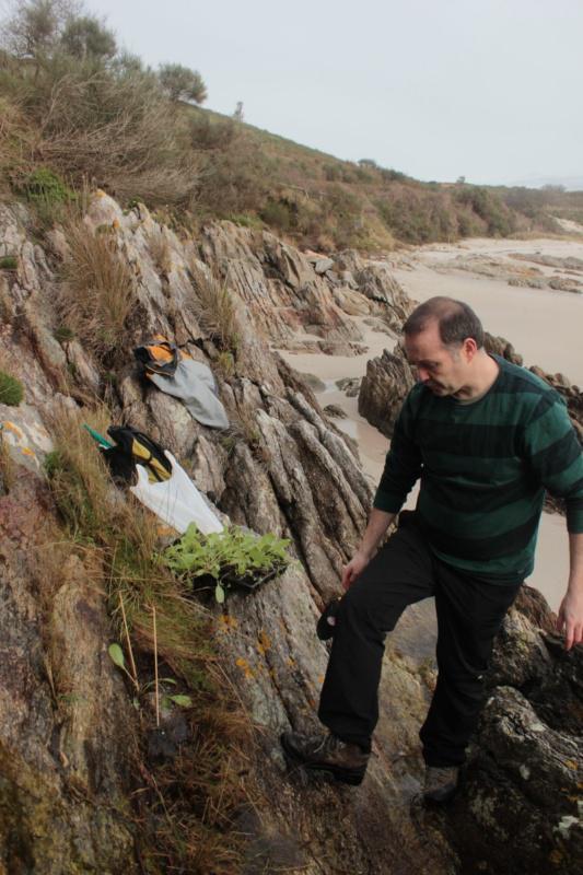 Botánicos da USC reintroducen con éxito poboacións da planta Rumex rupestris na illa de Ons