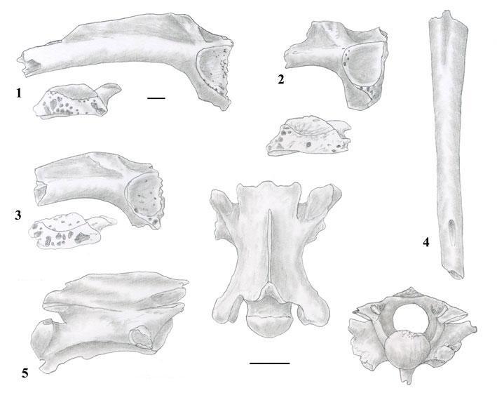 Historiadores investigan as causas da extinción dos neandertais no noroeste peninsular a partir do estudo de pequenos vertebrados atopados en Cova Eirós